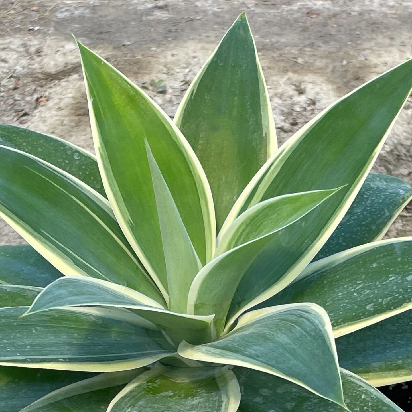 Variegated Fox Tail Agave (7823948677375)