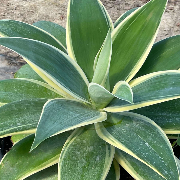Agave Attenuata 'Foxtail Agave': A Comprehensive Care Guide Agave Attenuata 'Foxtail Agave': A Comprehensive Care Guide