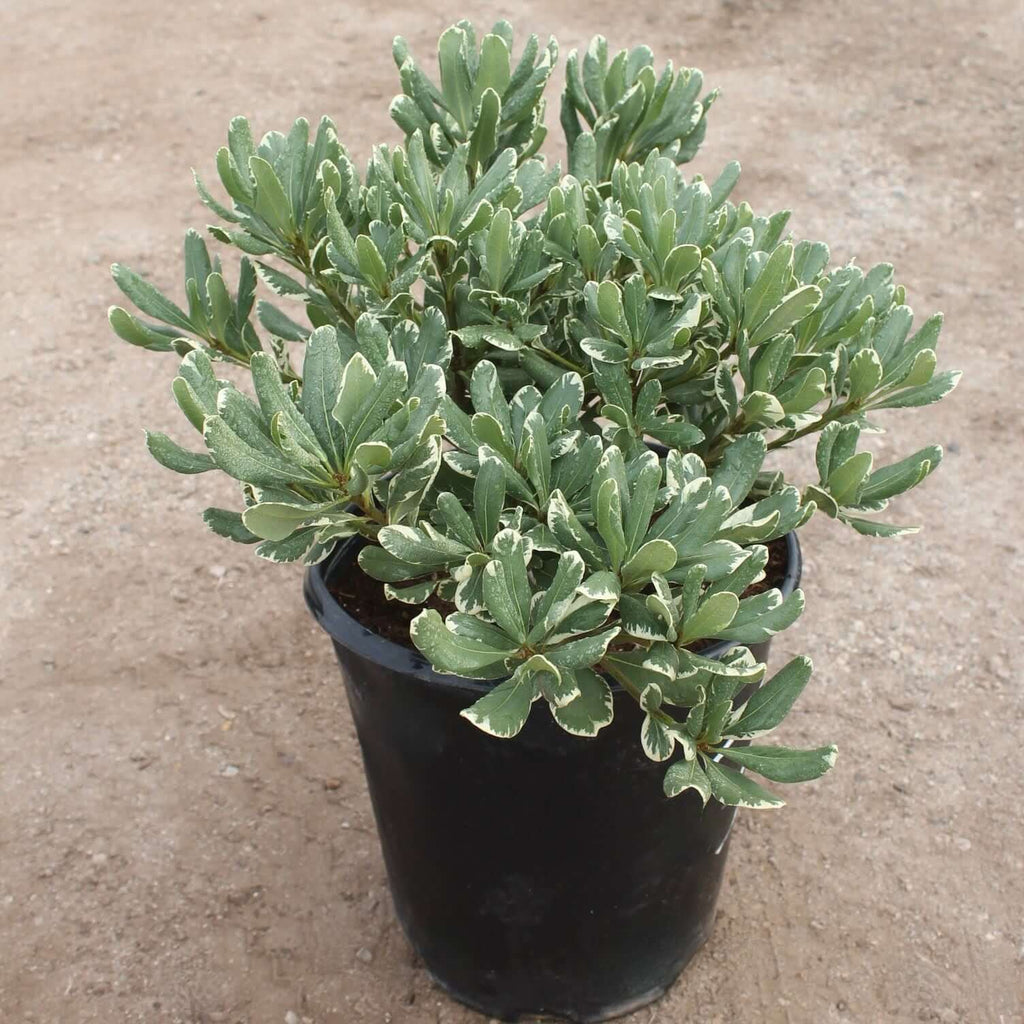 Variegated Japanese Pittosporum (7908059775231)