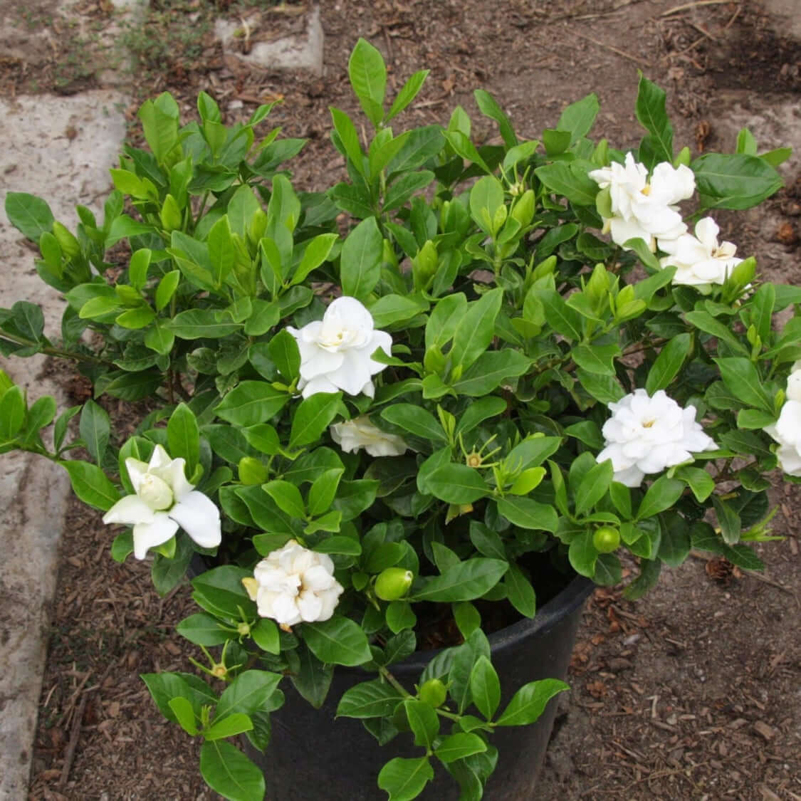 Veitchii Gardenia