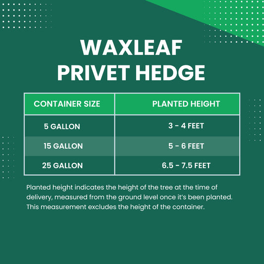 Waxleaf Privet Hedge Size Chart 