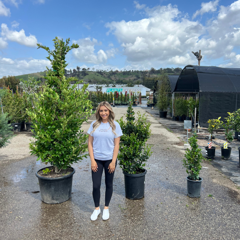 Waxleaf Privet Hedge