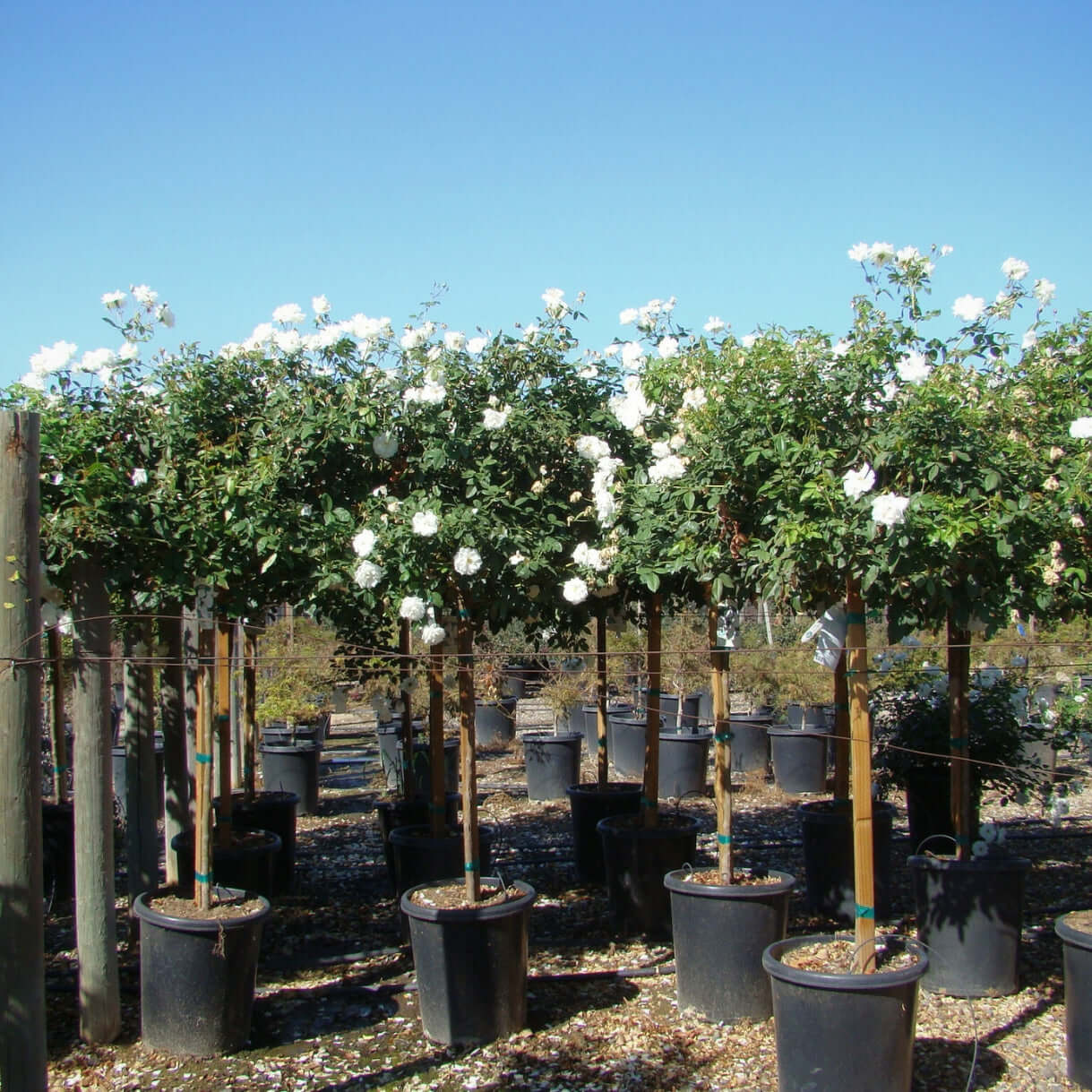 White Iceberg Tree Rose