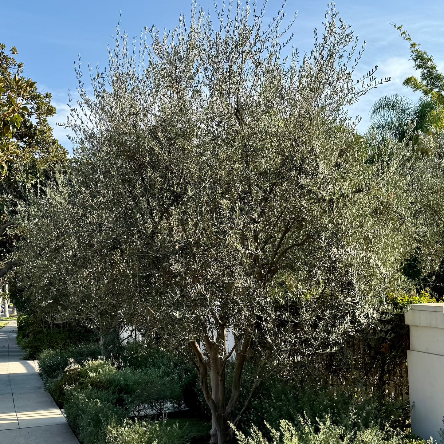 Wilson Olive Tree