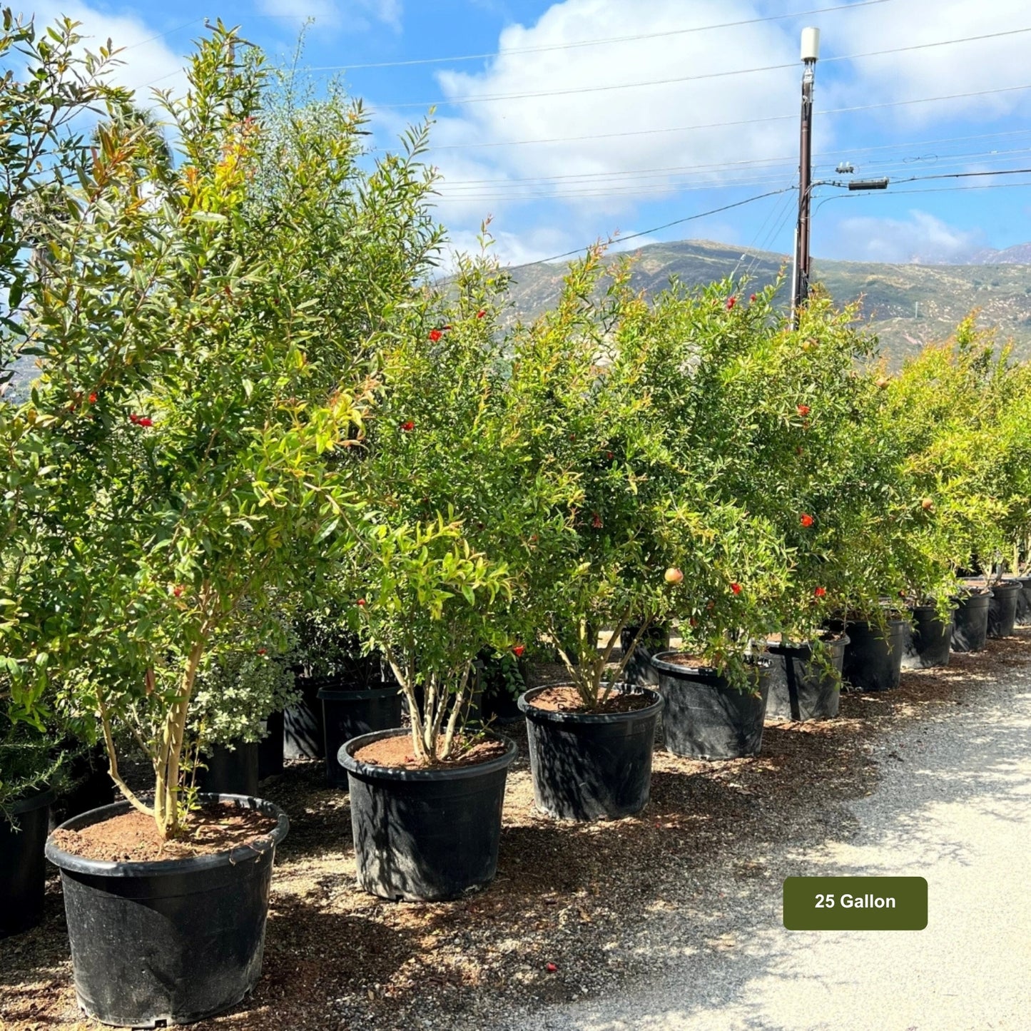 Wonderful Pomegranate 25 Gallon Container Size