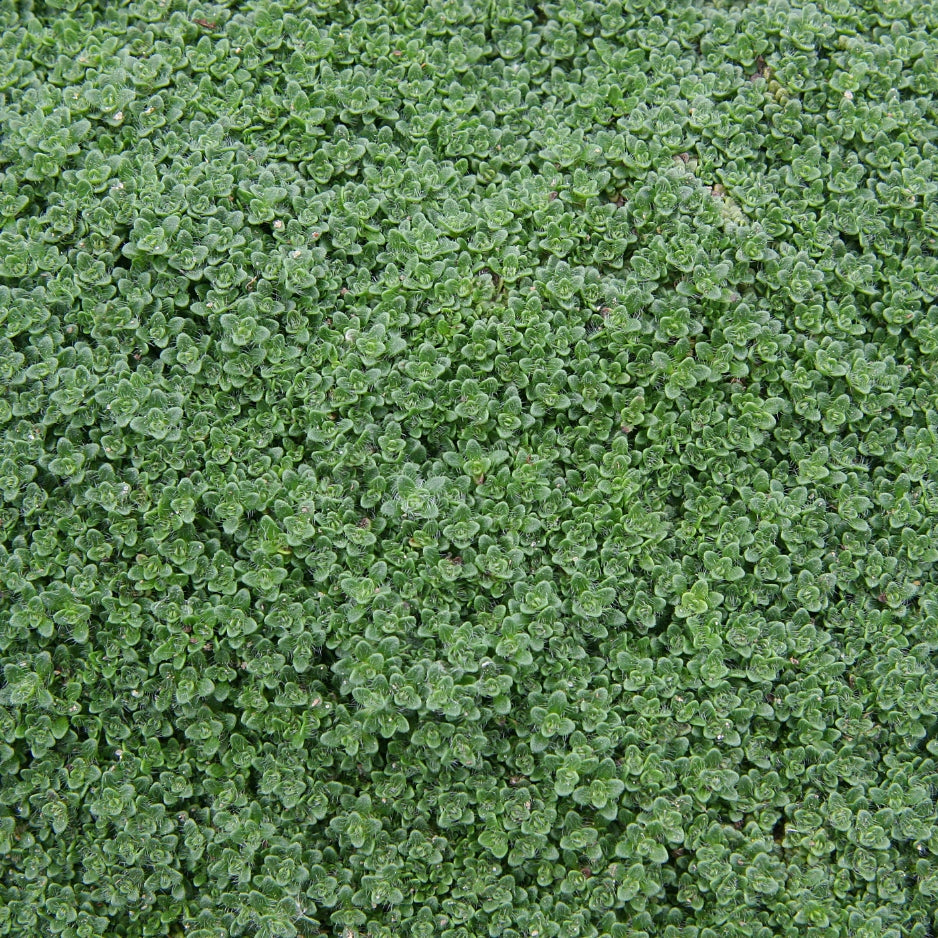 Woolly Thyme groundcover plant 