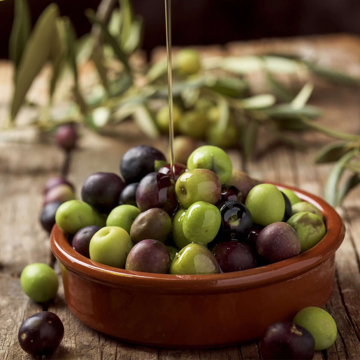 Buy Arbequina Olive Trees Online Plants Express buy-arbequina-olive-trees-online-plants-express