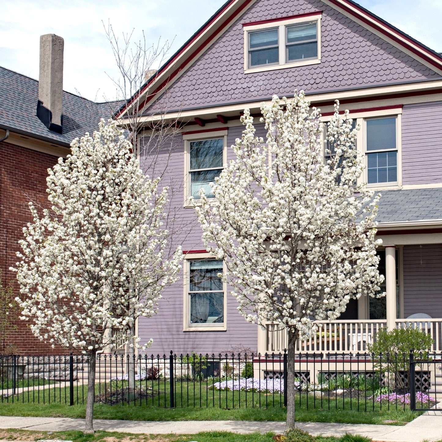 Pyrus calleryana Aristocrat