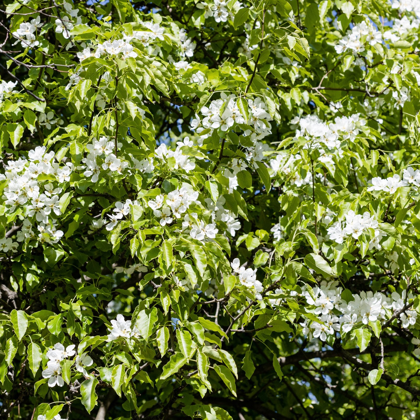 Pyrus calleryana Aristocrat