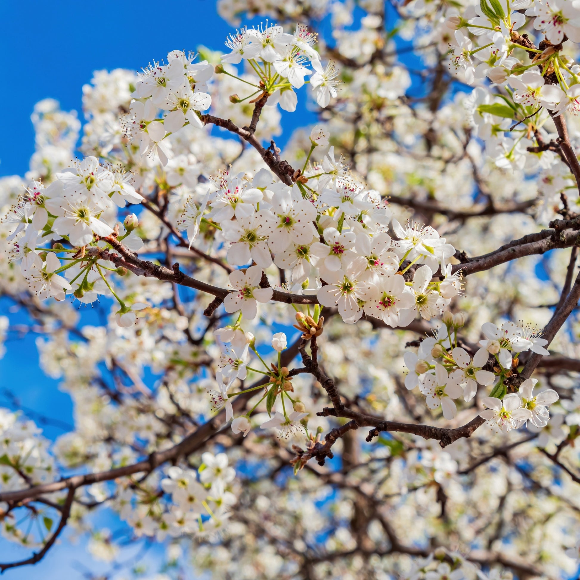 Pyrus calleryana Aristocrat