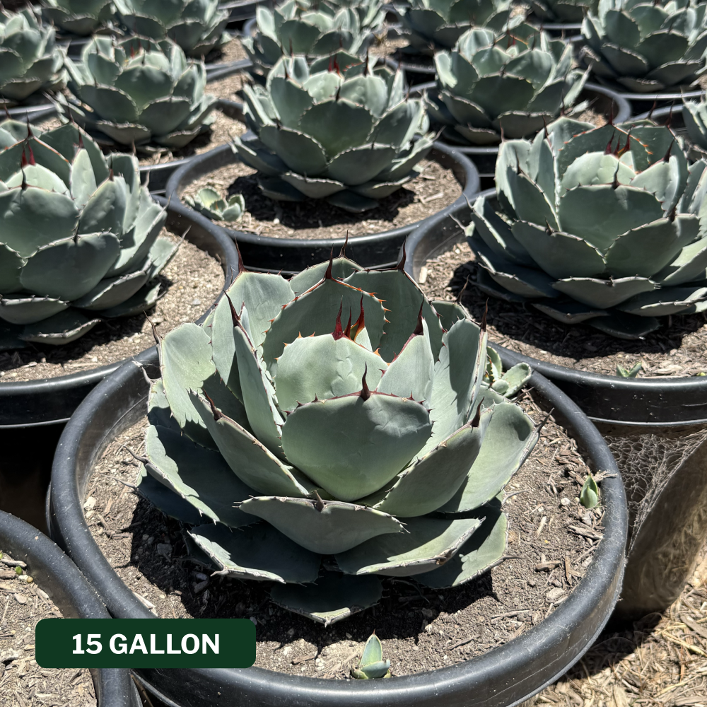 Artichoke Agave