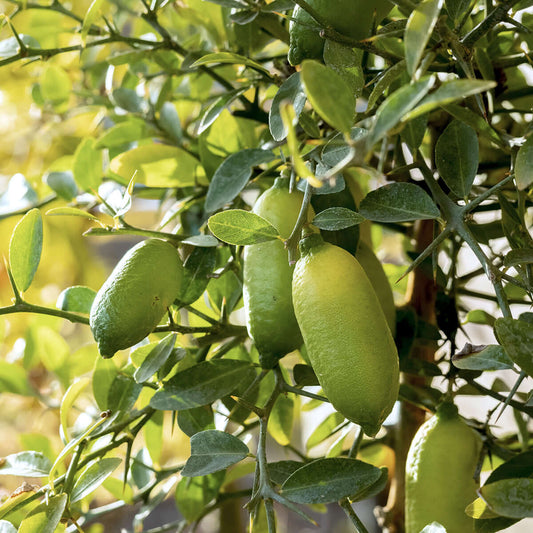 Australian Finger Lime (Citrus australasica)