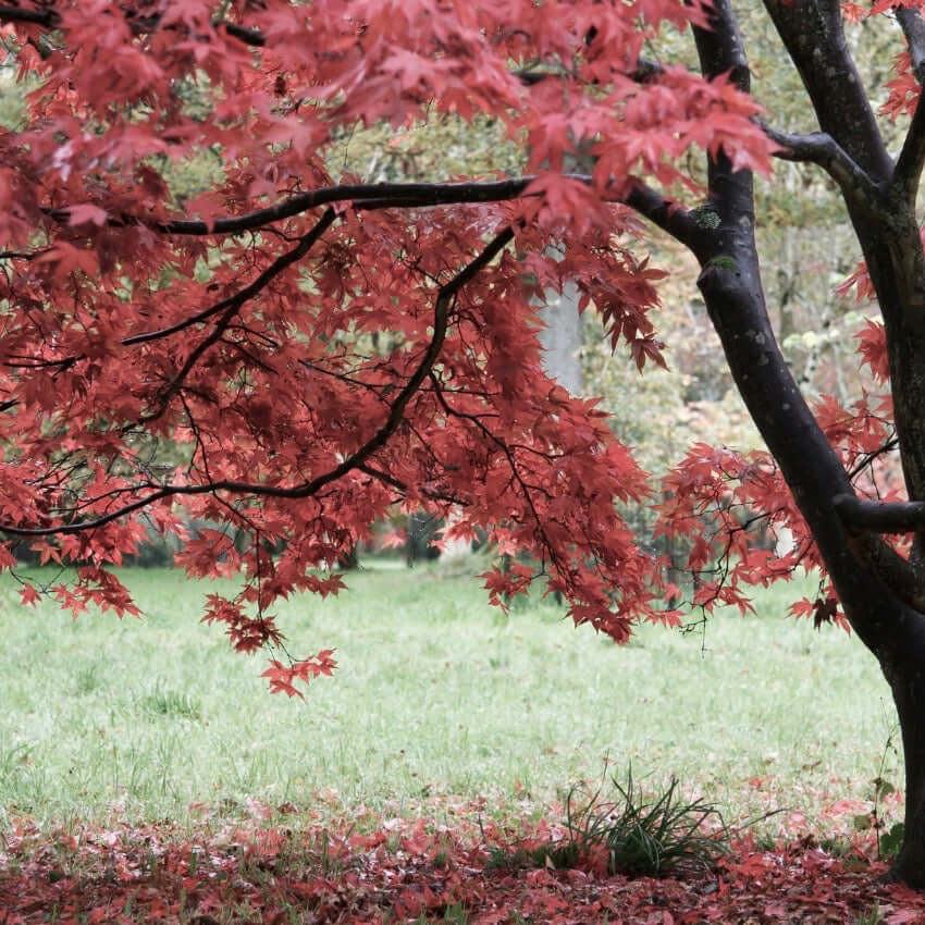 japanese red maple bush