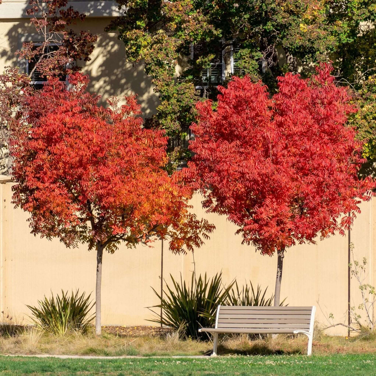 Chinese Pistache Tree | Plants Express