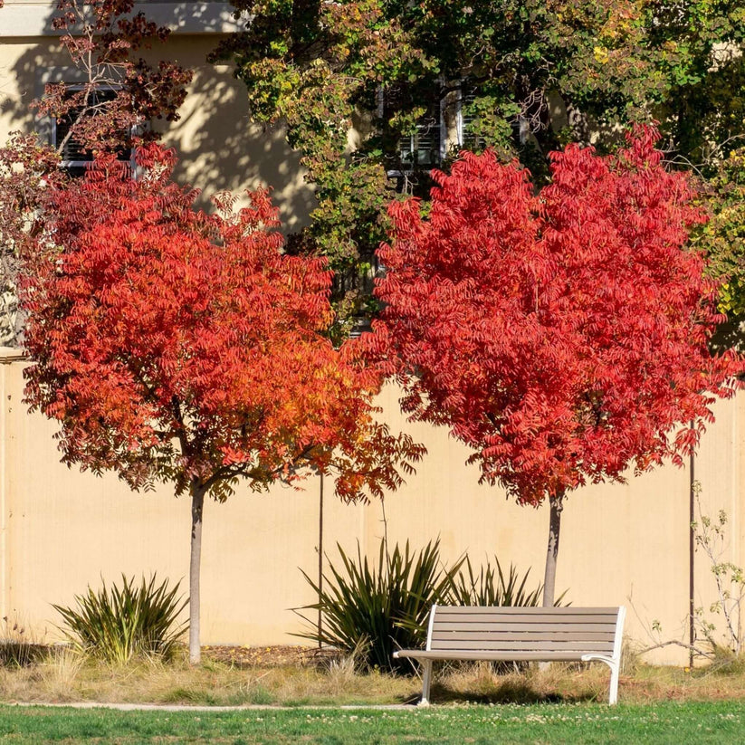 Chinese Pistache Tree | Plants Express