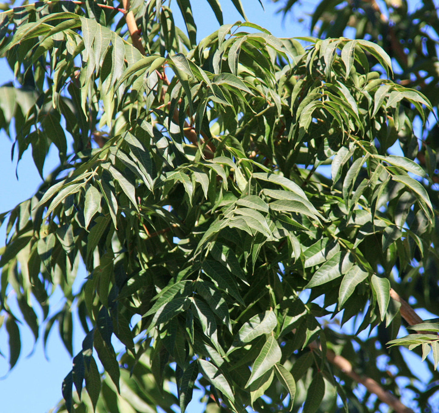 Chinese Pistache Tree Leaves