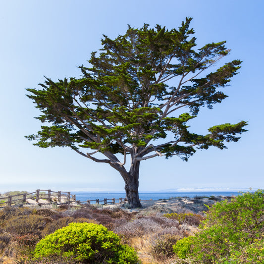 Monterey Cypress Tree Mature Coastal Beach 