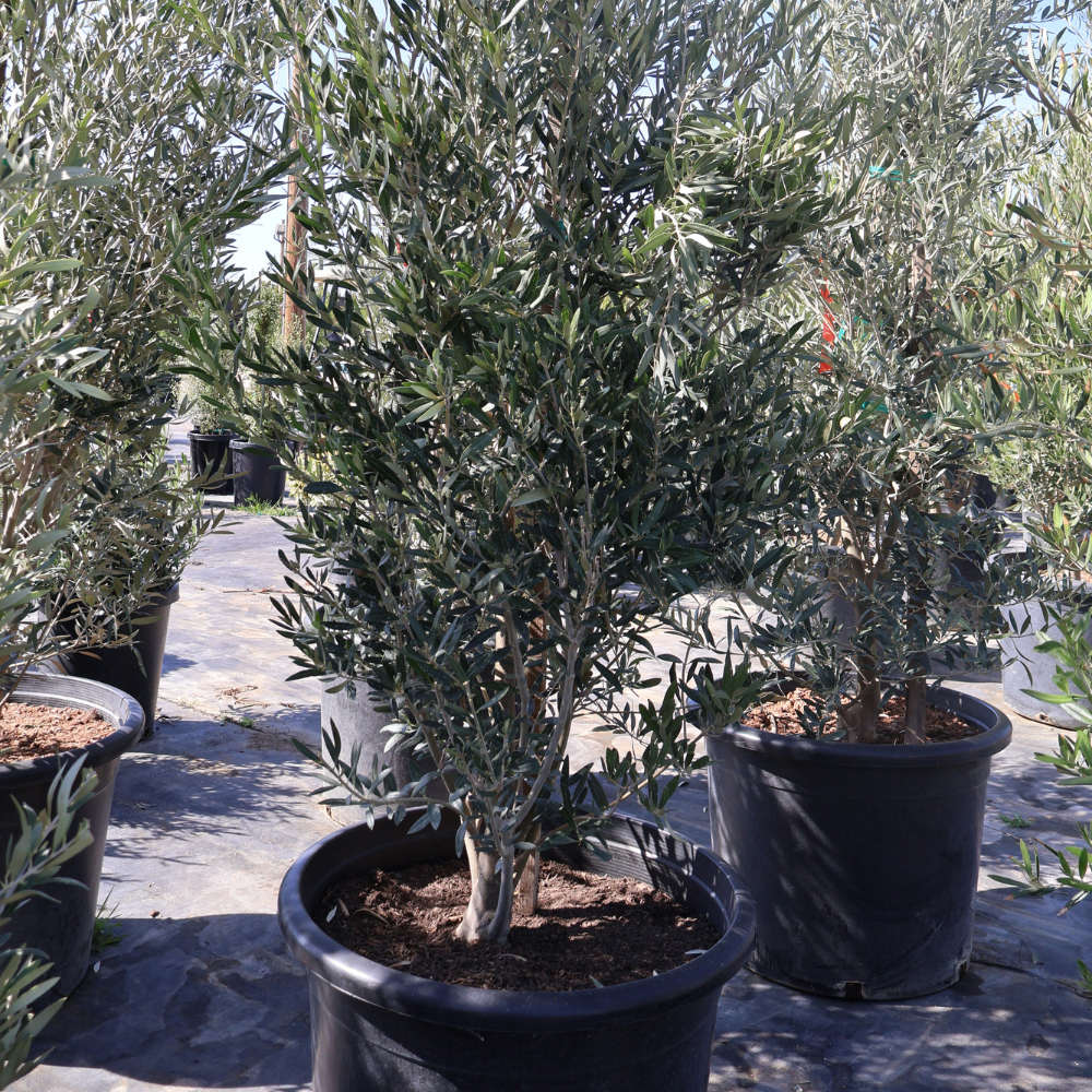 Fruitless Olive Tree