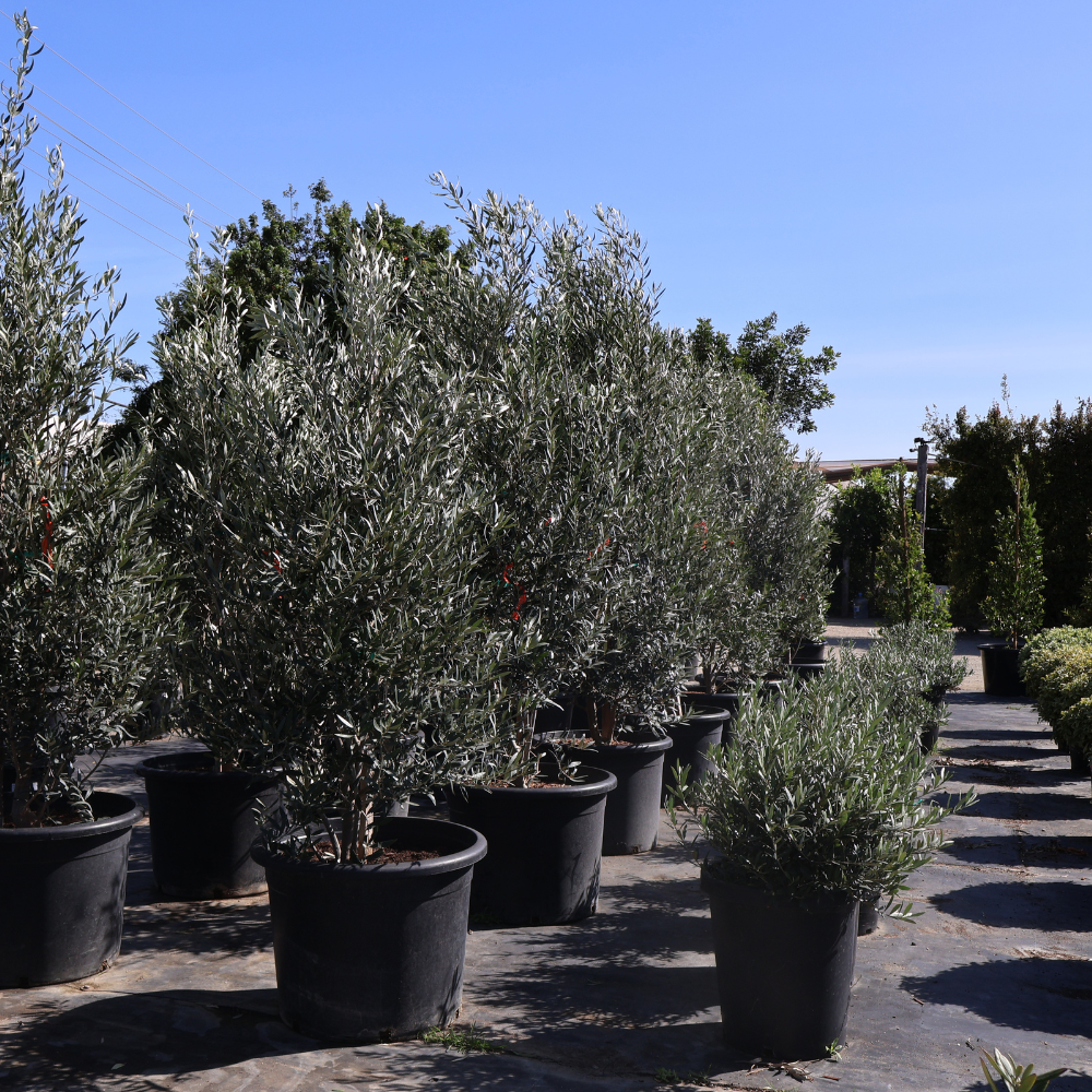 Fruitless Olive Tree