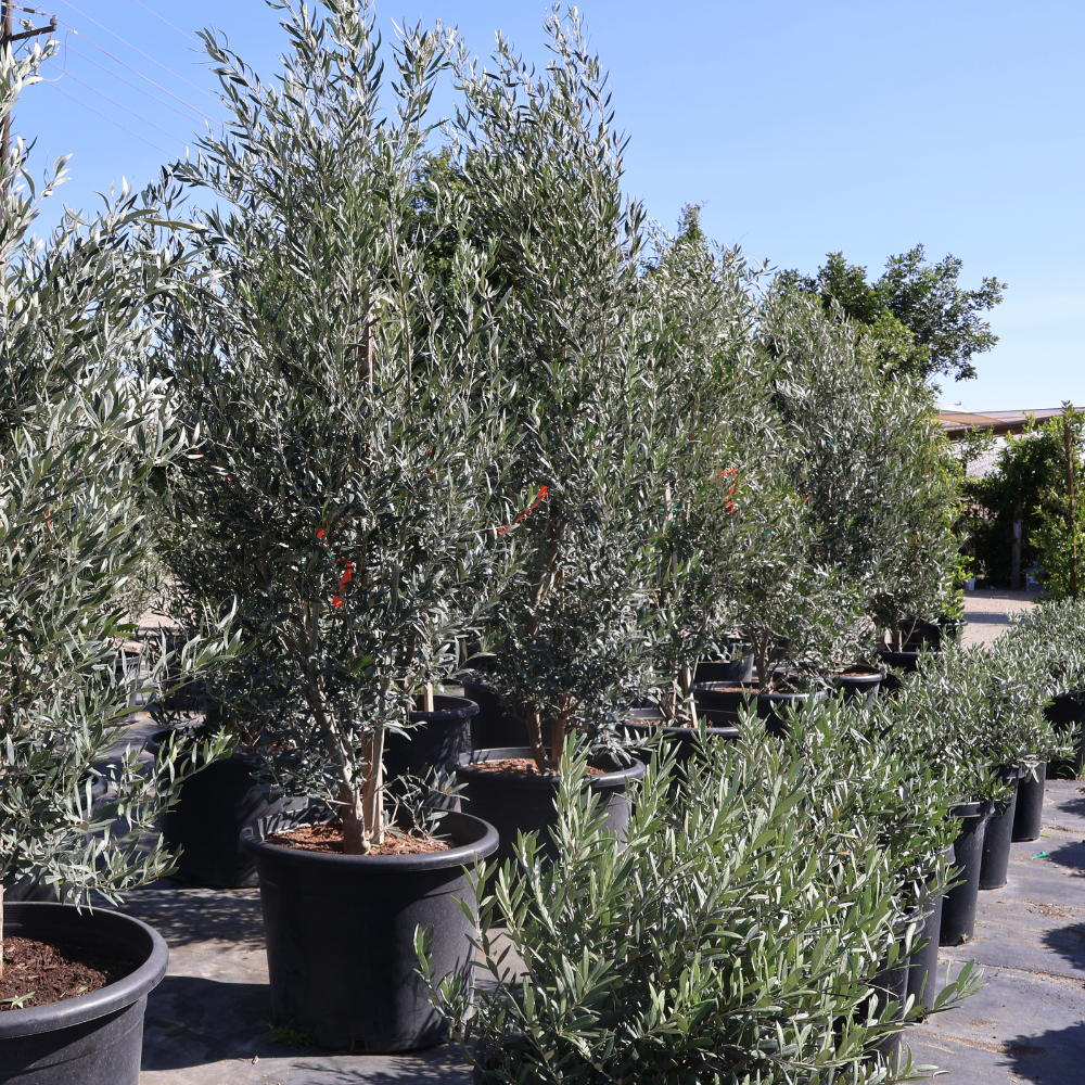 Fruitless Olive Tree