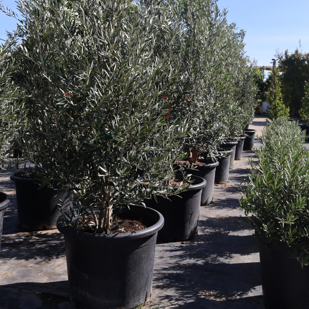 Fruitless Olive Tree