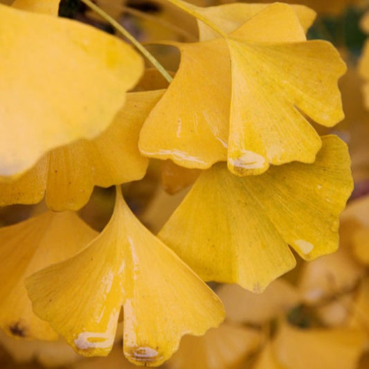 Ginkgo biloba autumn gold