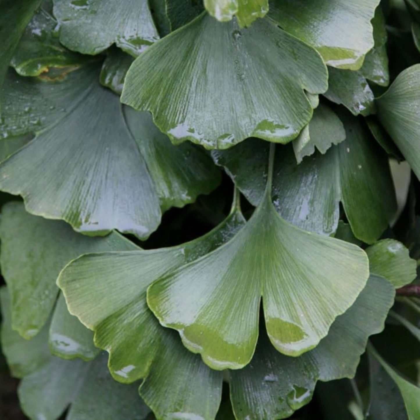 Ginkgo biloba autumn gold