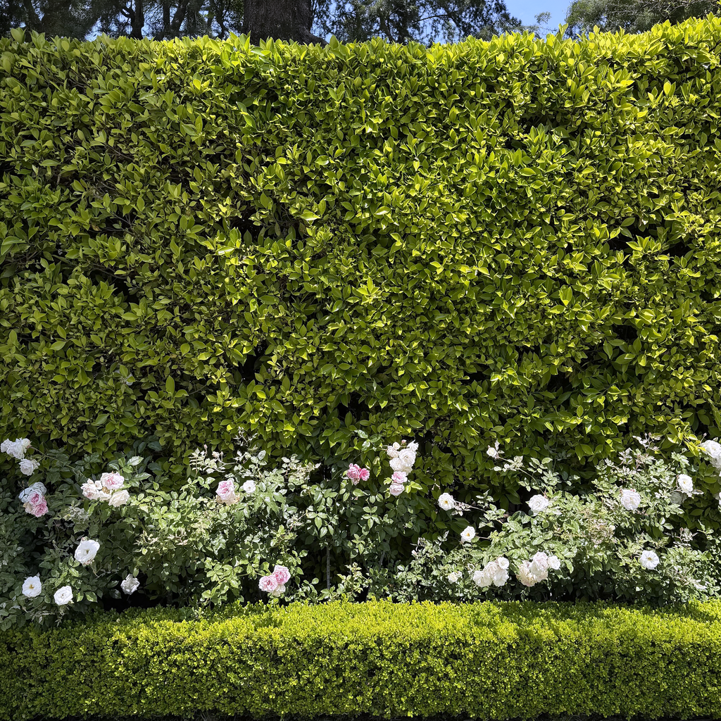 Indian Laurel