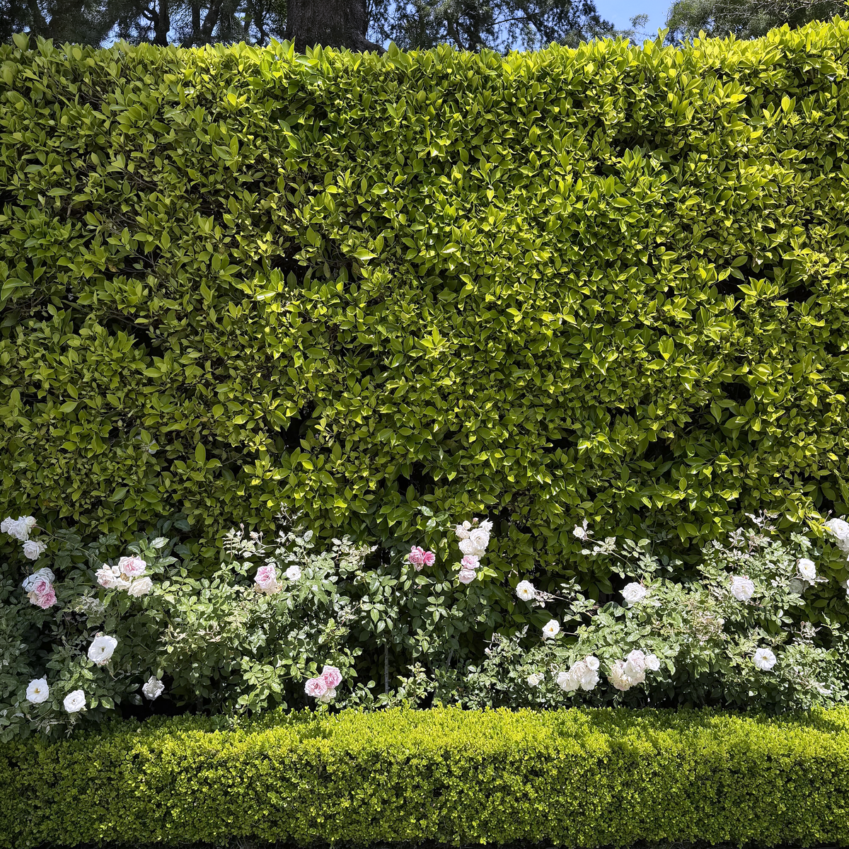 Indian Laurel