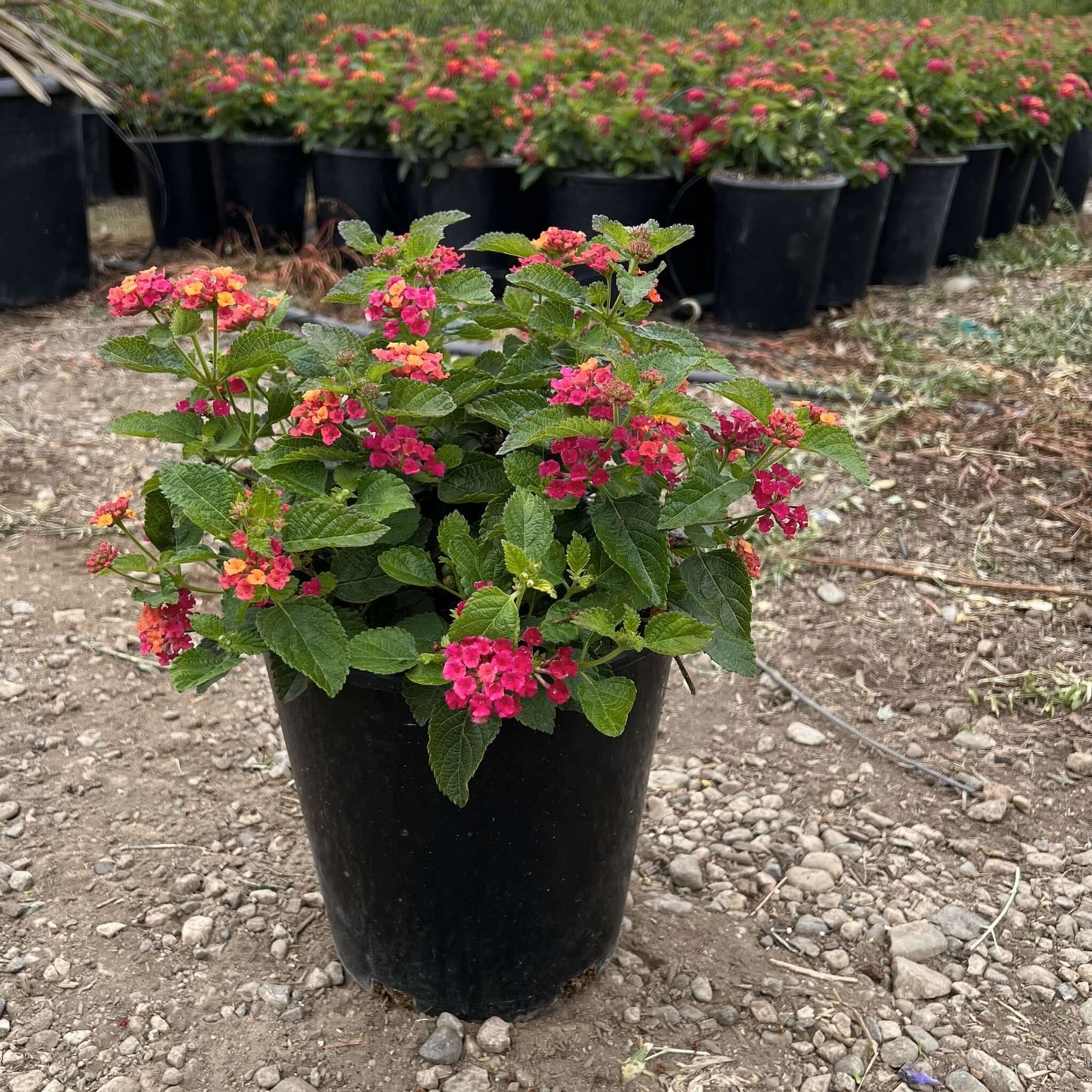 Lantana Irene