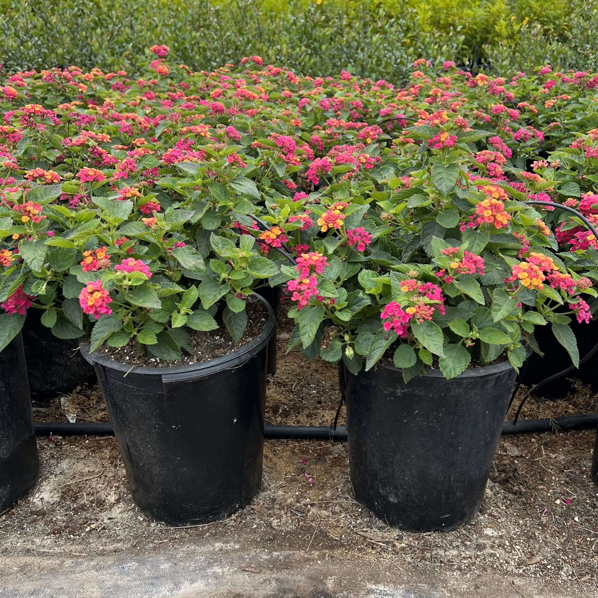 Lantana Irene