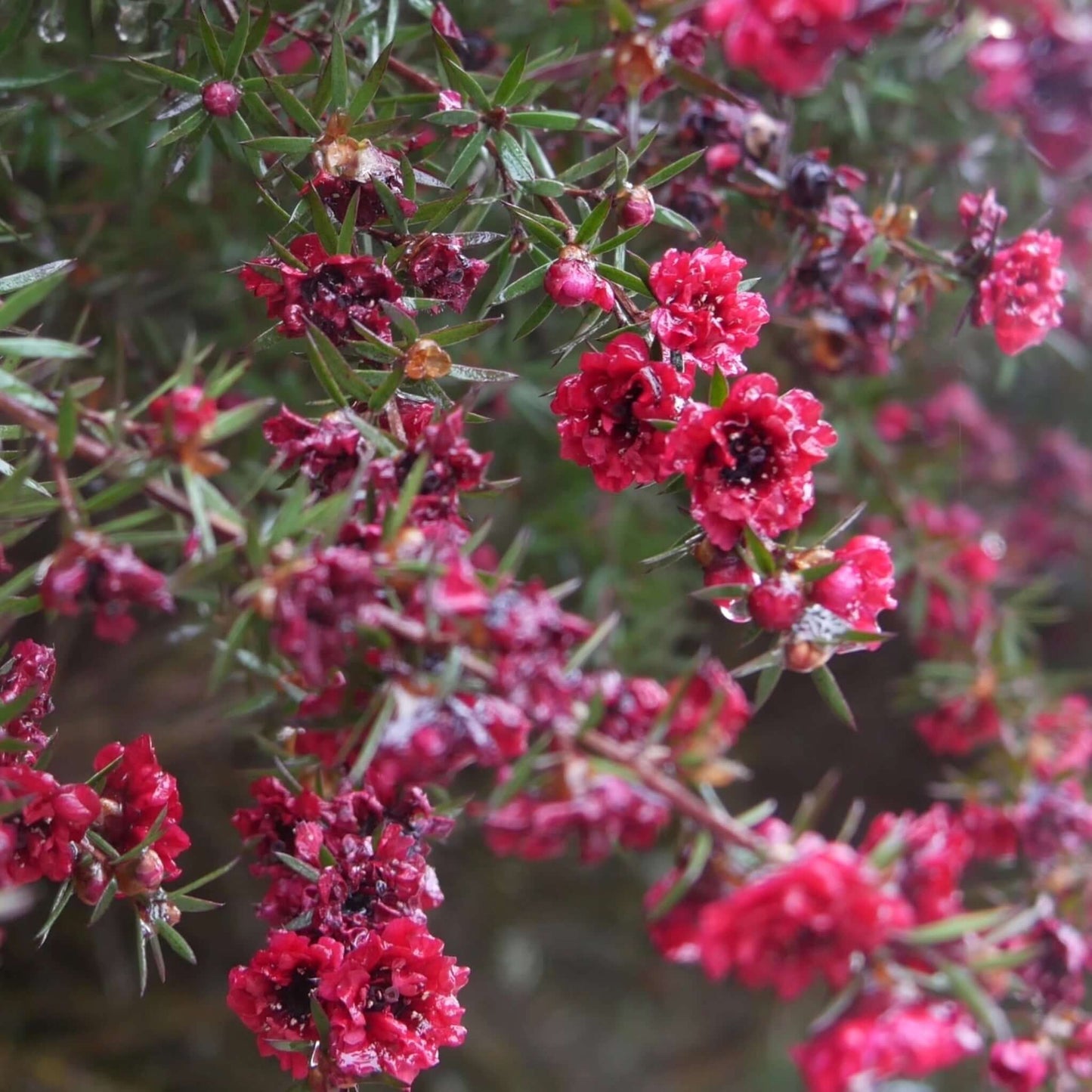 Ruby Glow New Zealand Tea Tree Close-Up Red Flowers