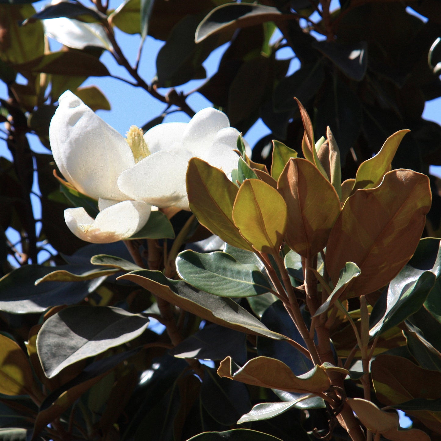 Magnolia grandiflora Little Gem