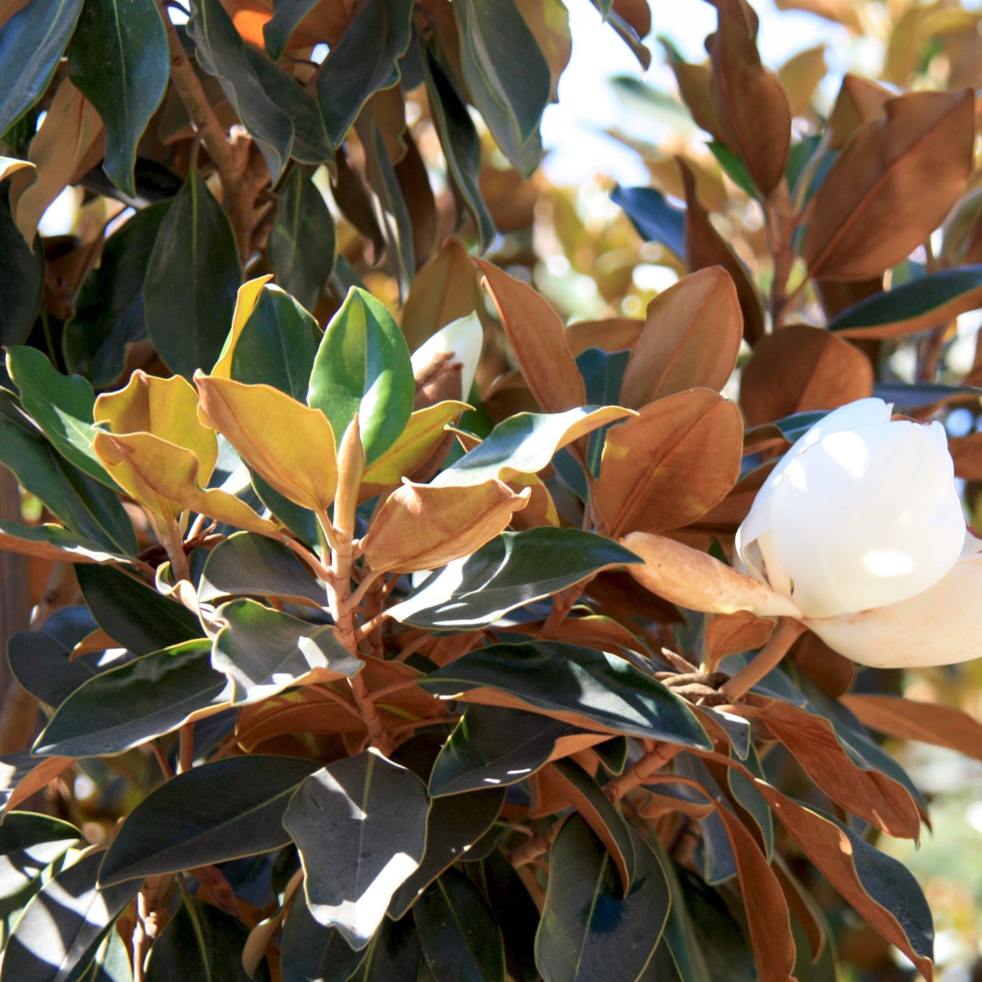 Magnolia grandiflora Little Gem