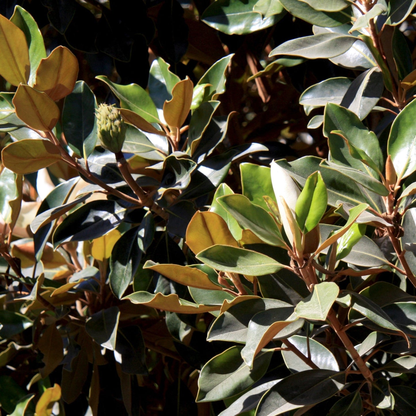 Little Gem Southern Magnolia Espalier