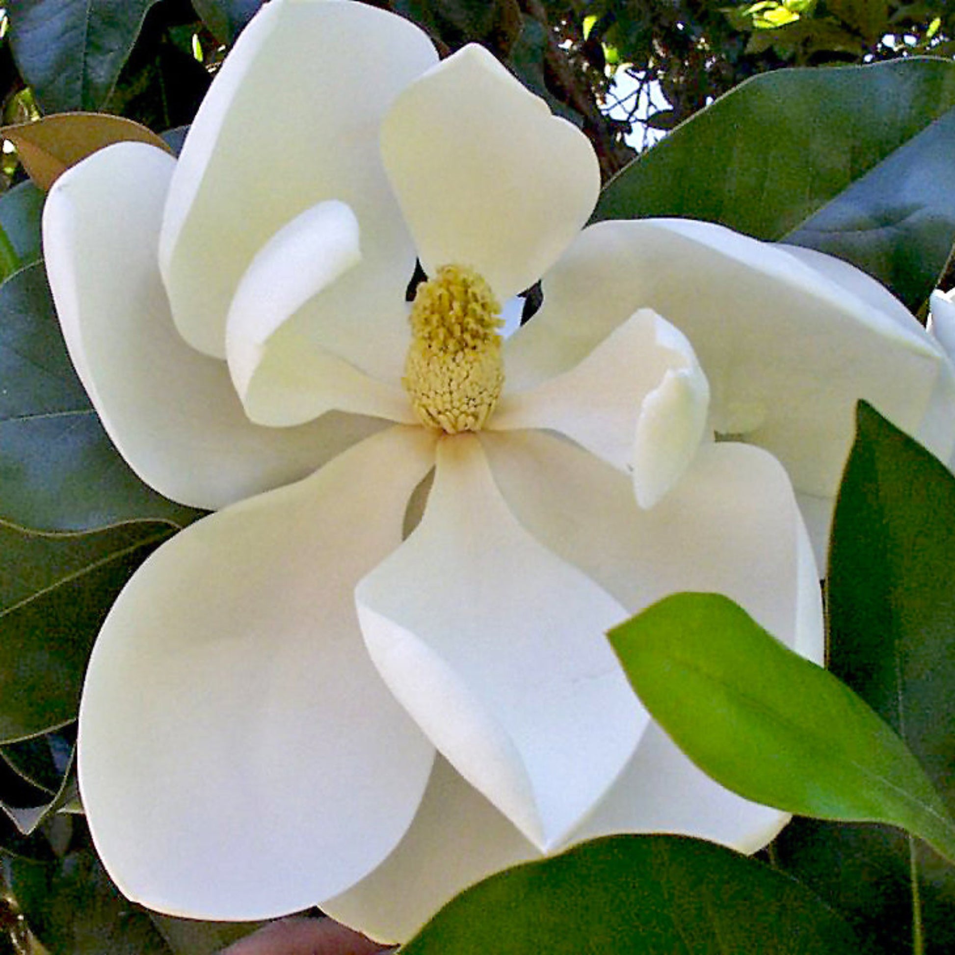 Southern Magnolia flower