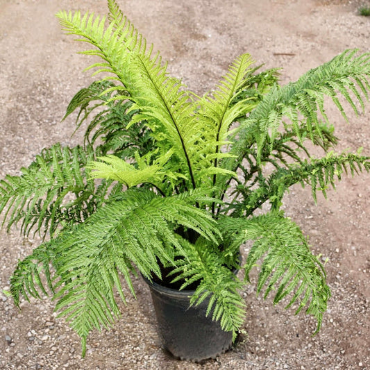 mother fern - Asplenium bulbiferum