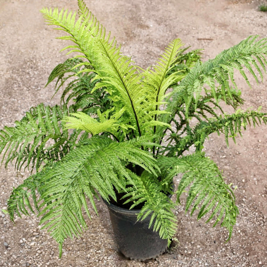 Mother Fern (Asplenium bulbiferum)