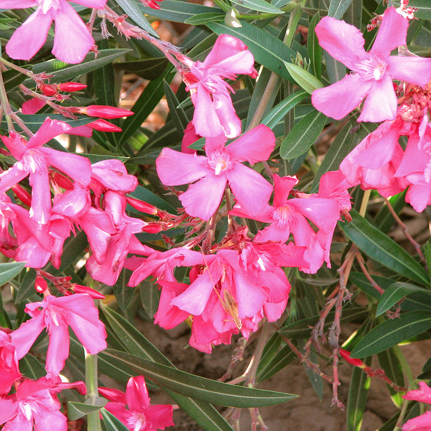 Pink Oleander