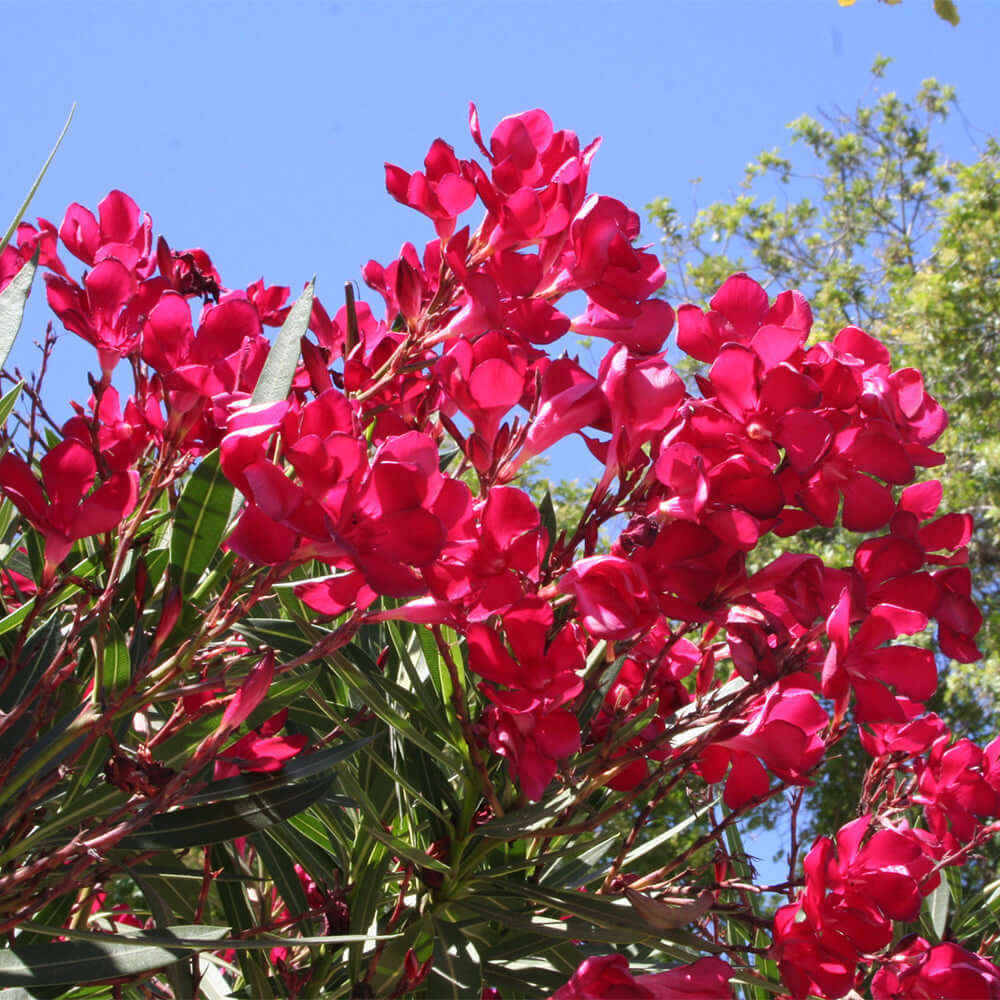 Red Oleander