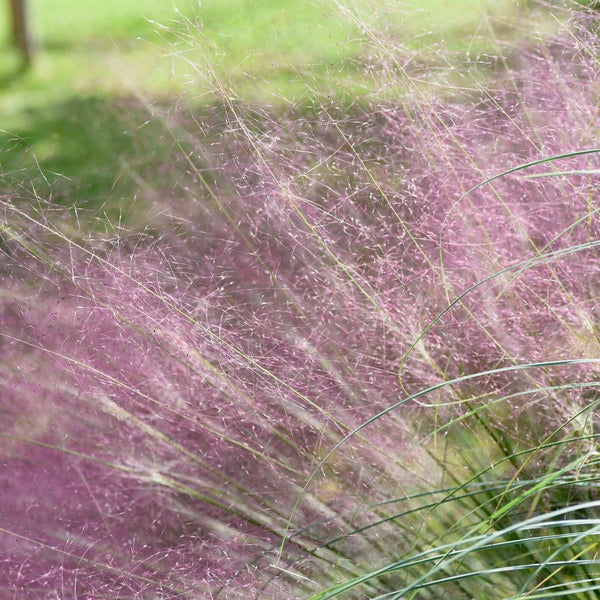 Pink Muhly Grass Muhlenbergia Capillaris