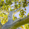 California Sycamore
