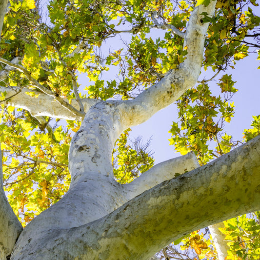 California Sycamore Tree Mature Height Planted Natural Landscape also known as Western Sycamore Tree, Platanus racemosa