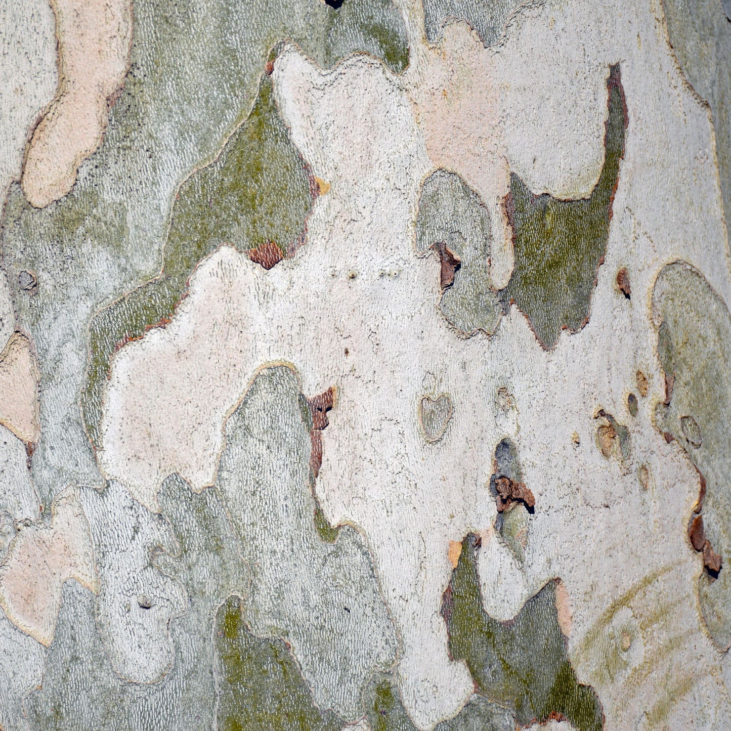 Sycamore Tree Bark, Platanus racemosa