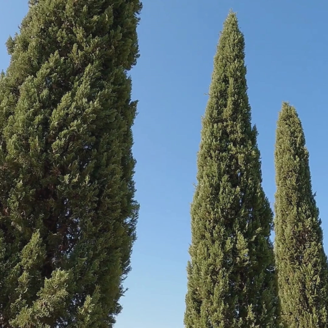 Italian Cypress Walk-Through Video Plants Express