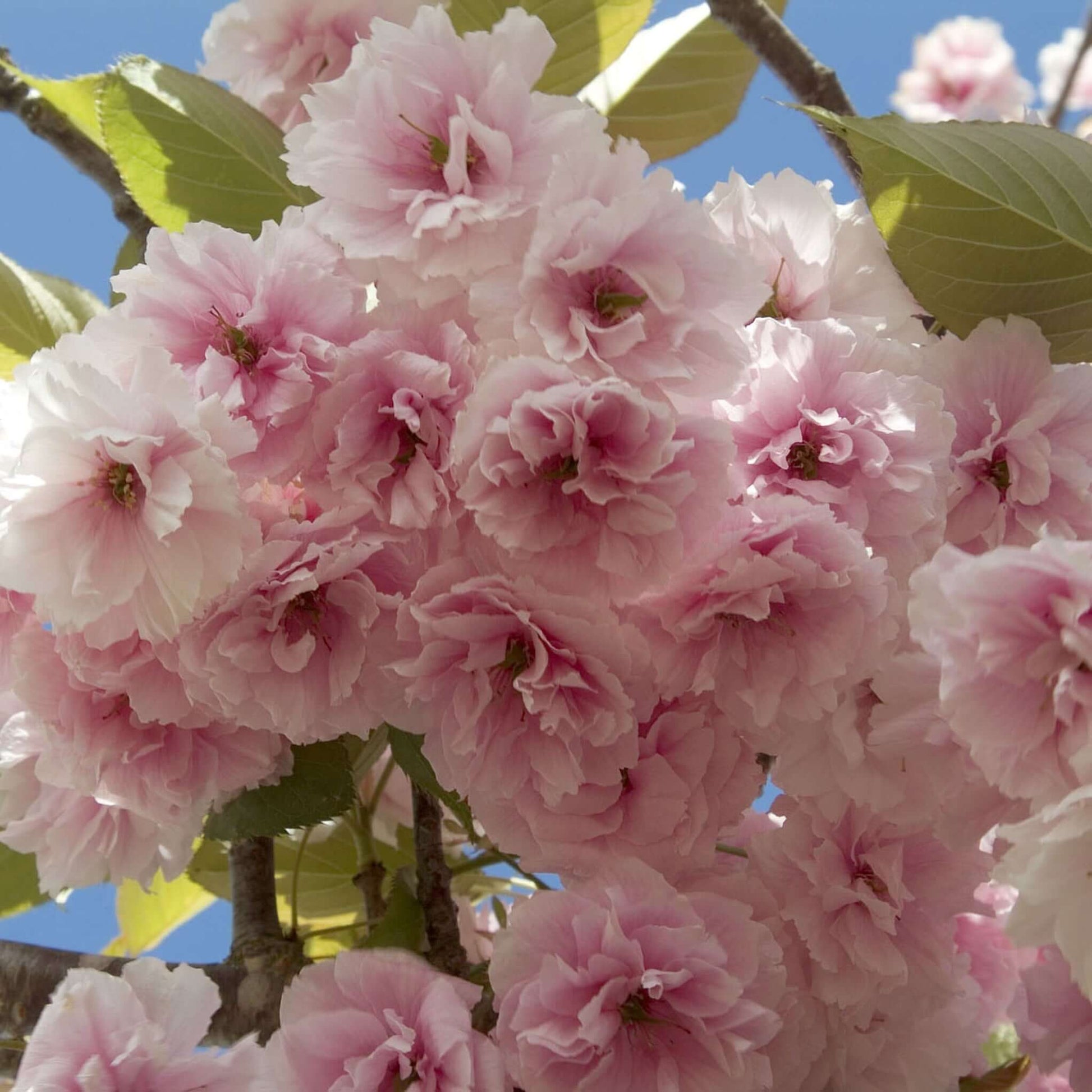 Prunus serrulata Kwanzan