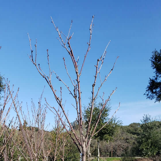 Prunus serrulata Kwanzan