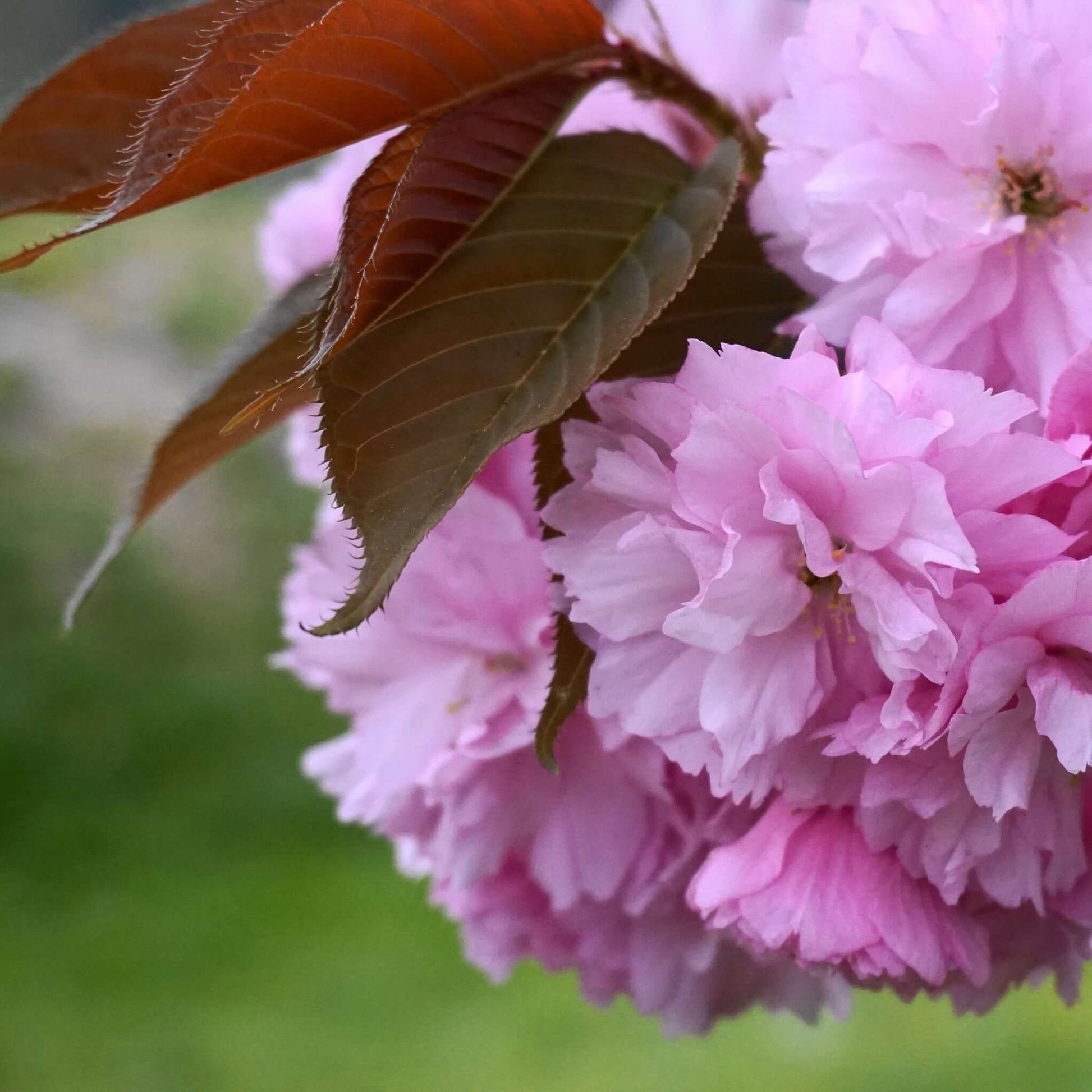 Prunus serrulata Kwanzan