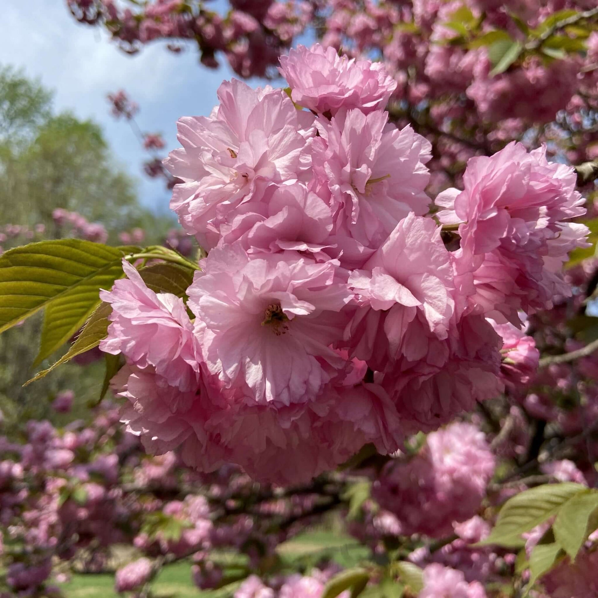 Prunus serrulata Kwanzan