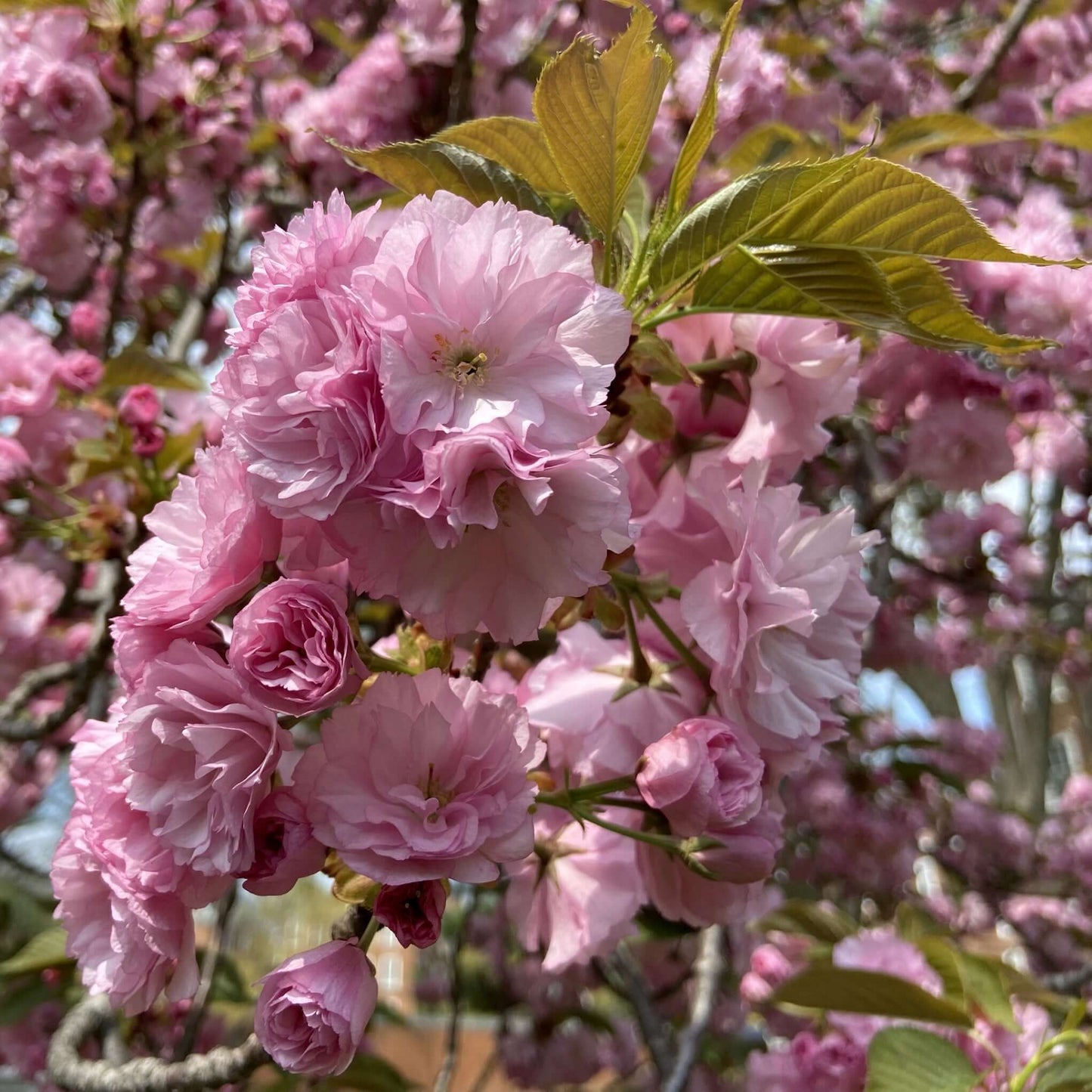 Prunus serrulata Kwanzan